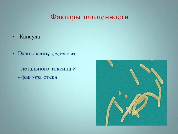 Факторы патогенности Капсула Экзотоксин, состоит из - летального токсина и - фактора отека