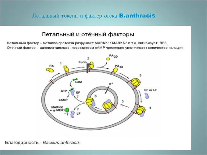 Летальный токсин и фактор отека B.anthracis