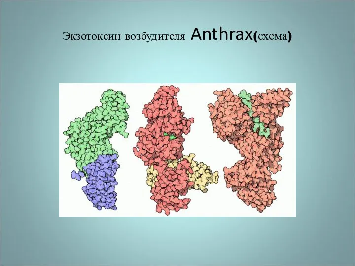 Экзотоксин возбудителя Anthrax(схема)