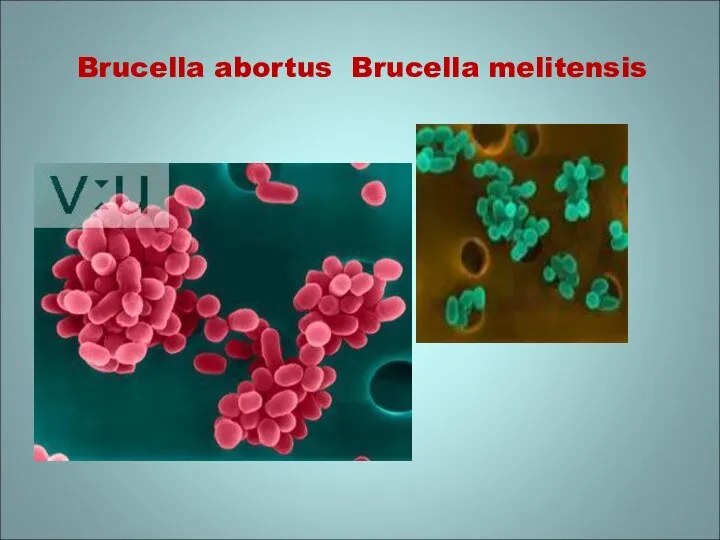 Brucella abortus Brucella melitensis