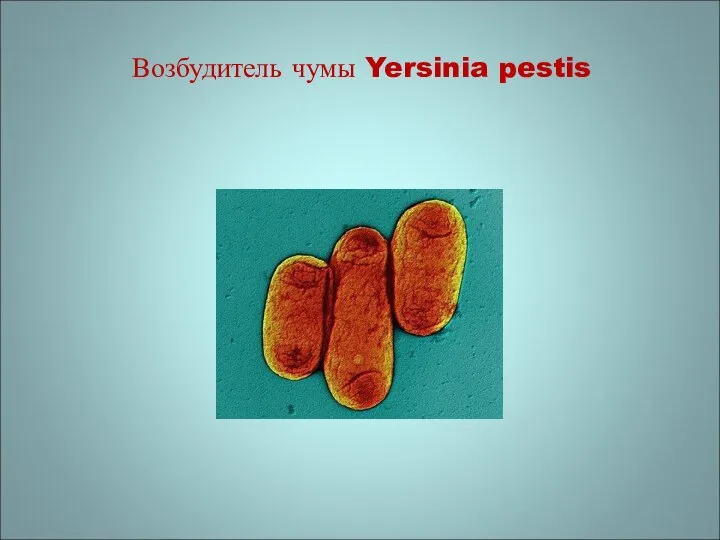 Возбудитель чумы Yersinia pestis