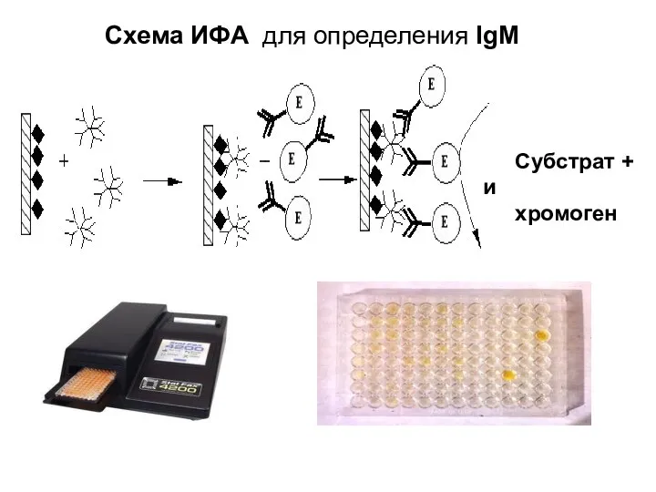 Схема ИФА для определения IgM Субстрат + и хромоген