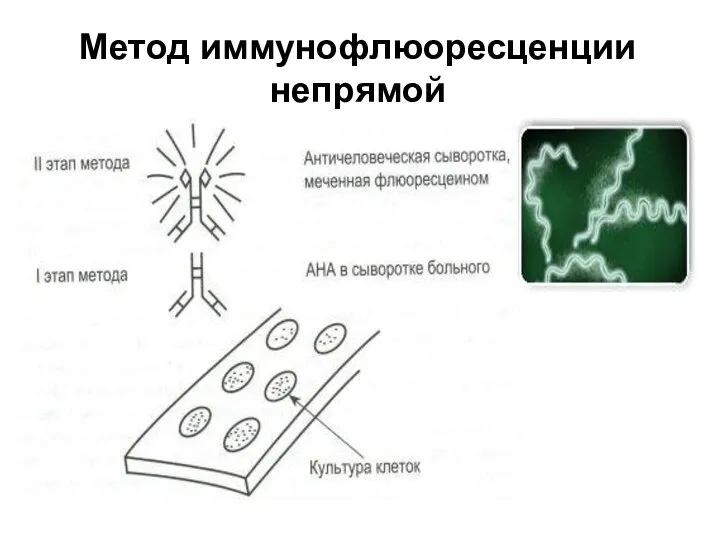 Метод иммунофлюоресценции непрямой