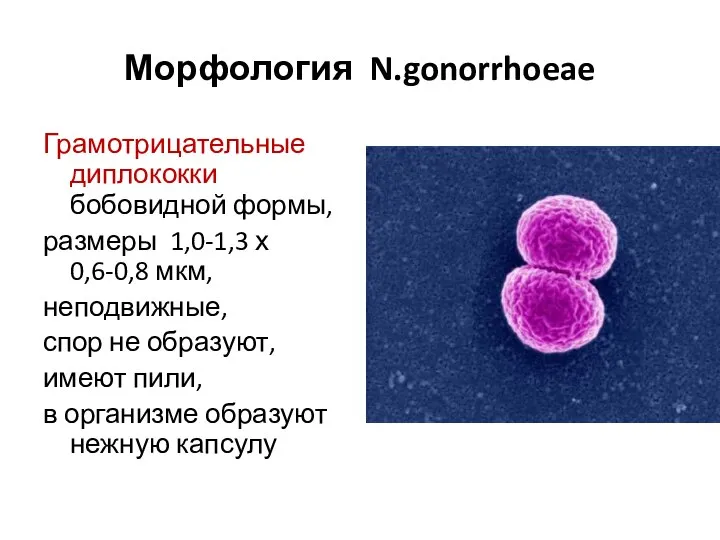 Морфология N.gonorrhoeae Грамотрицательные диплококки бобовидной формы, размеры 1,0-1,3 х 0,6-0,8 мкм,