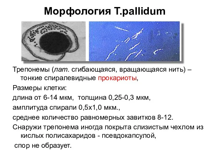 Морфология T.pallidum Трепонемы (лат. сгибающаяся, вращающаяся нить) – тонкие спиралевидные прокариоты,