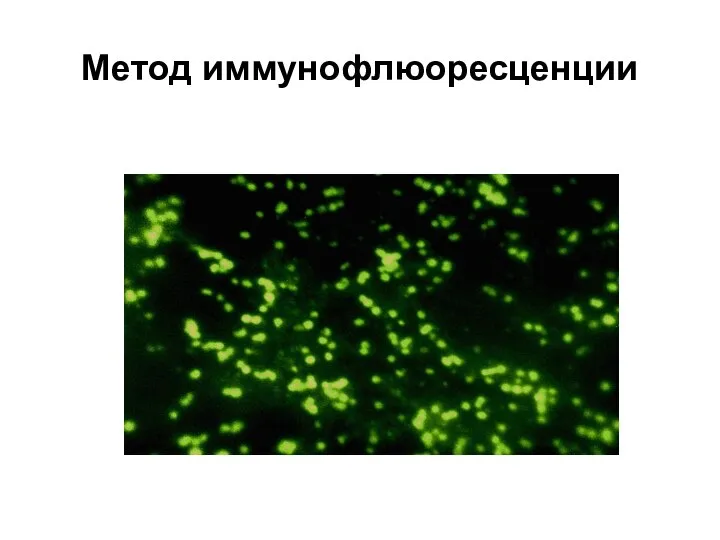 Метод иммунофлюоресценции