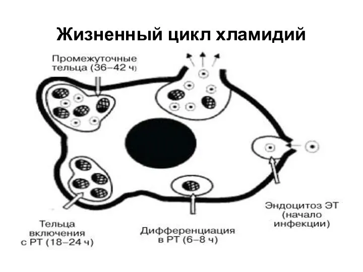 Жизненный цикл хламидий