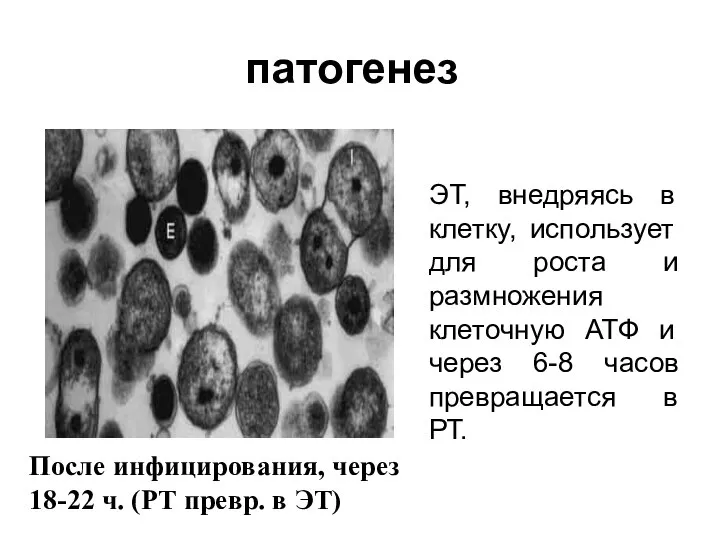 патогенез ЭТ, внедряясь в клетку, использует для роста и размножения клеточную