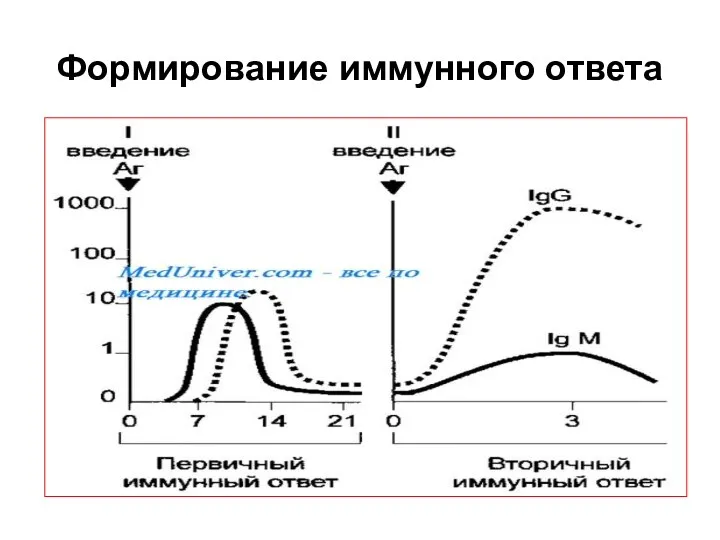 Формирование иммунного ответа