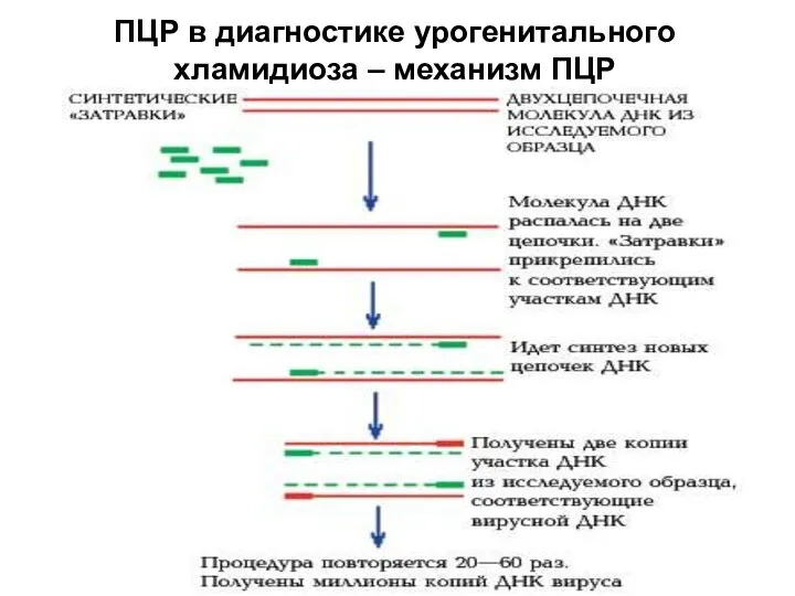 ПЦР в диагностике урогенитального хламидиоза – механизм ПЦР