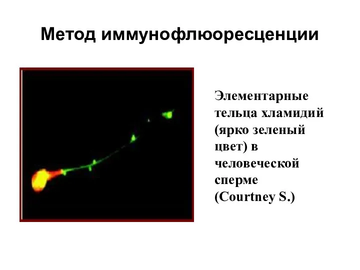 Метод иммунофлюоресценции Элементарные тельца хламидий (ярко зеленый цвет) в человеческой сперме (Courtney S.)