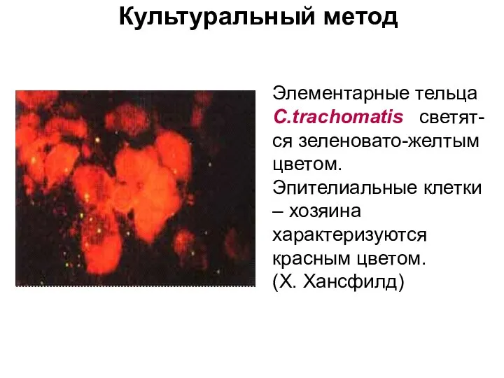 Культуральный метод Элементарные тельца C.trachomatis светят-ся зеленовато-желтым цветом. Эпителиальные клетки –