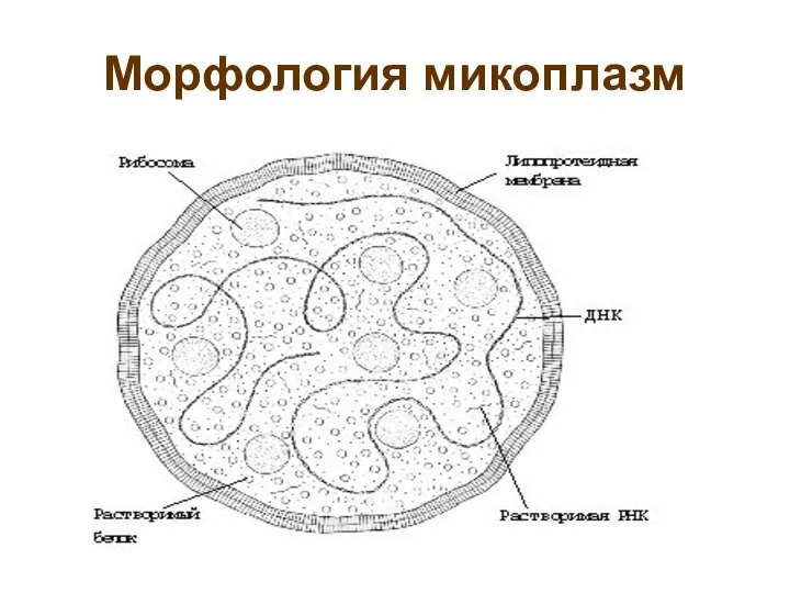 Морфология микоплазм