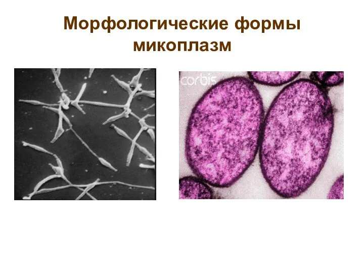 Морфологические формы микоплазм