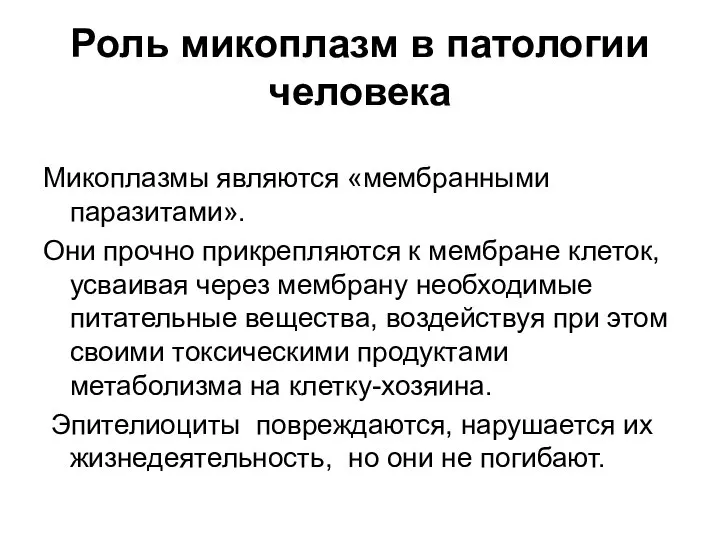 Роль микоплазм в патологии человека Микоплазмы являются «мембранными паразитами». Они прочно