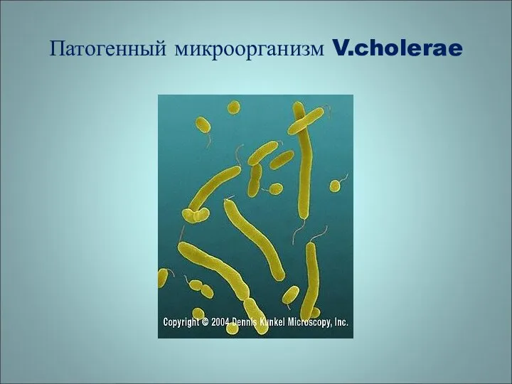 Патогенный микроорганизм V.cholerae