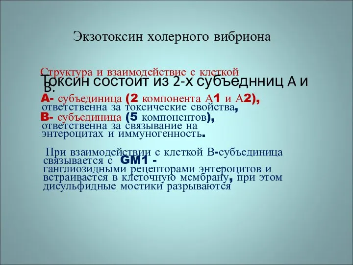 Экзотоксин холерного вибриона Структура и взаимодействие с клеткой Токсин состоит из