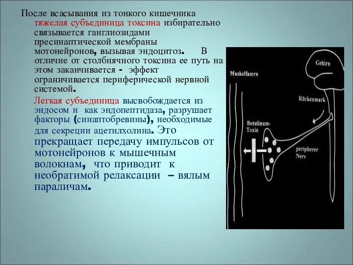 После всасывания из тонкого кишечника тяжелая субъединица токсина избирательно связывается ганглиозидами