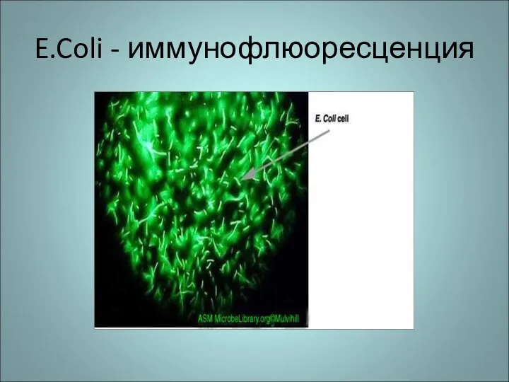 E.Coli - иммунофлюоресценция