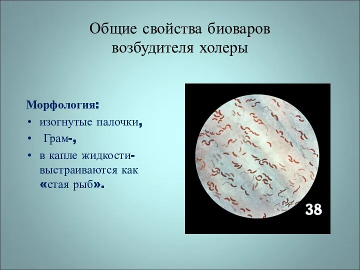 Общие свойства биоваров возбудителя холеры Морфология: изогнутые палочки, Грам-, в капле жидкости- выстраиваются как «стая рыб».