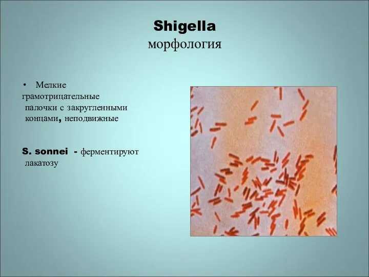 Shigella морфология Мелкие грамотрицательные палочки с закругленными концами, неподвижные S. sonnei - ферментируют лакатозу