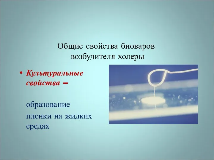 Общие свойства биоваров возбудителя холеры Культуральные свойства – образование пленки на жидких средах