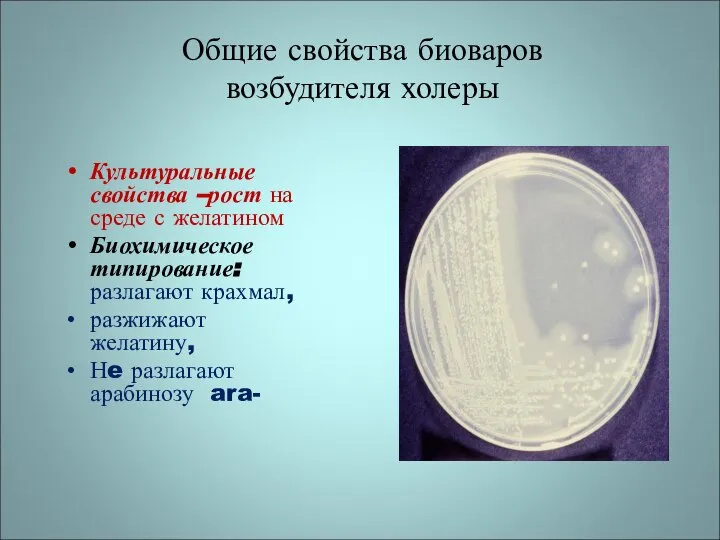 Общие свойства биоваров возбудителя холеры Культуральные свойства –рост на среде с