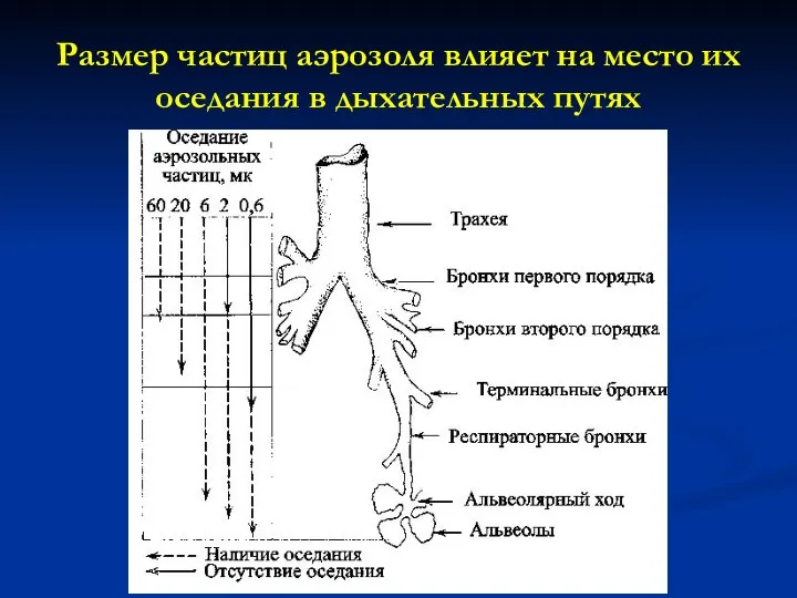 Размер частиц аэрозоля влияет на место их оседания в дыхательных путях