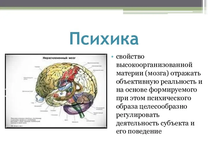 Психика свойство высокоорганизованной материи (мозга) отражать объективную реальность и на основе