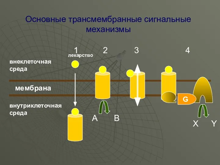 Основные трансмембранные сигнальные механизмы мембрана внеклеточная среда внутриклеточная среда 1 2