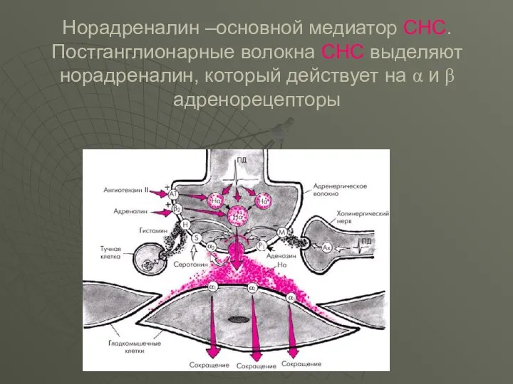 Норадреналин –основной медиатор СНС. Постганглионарные волокна СНС выделяют норадреналин, который действует на α и β адренорецепторы