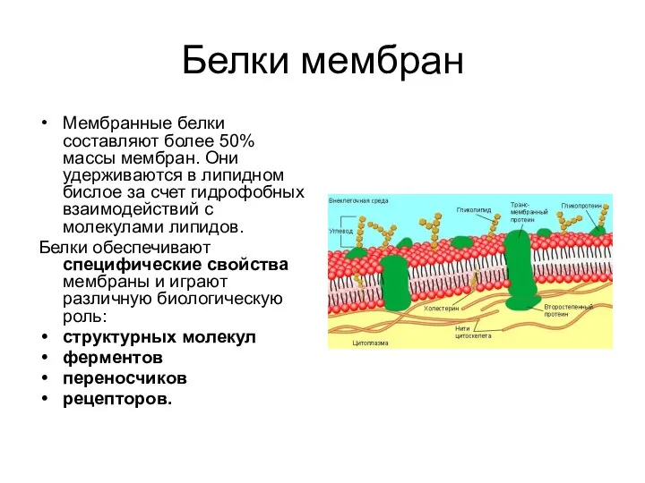 Белки мембран Мембранные белки составляют более 50% массы мембран. Они удерживаются