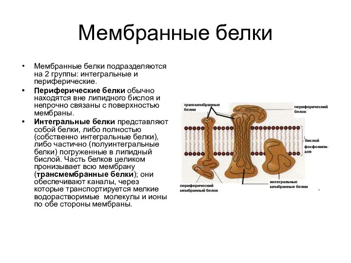 Мембранные белки Мембранные белки подразделяются на 2 группы: интегральные и периферические.