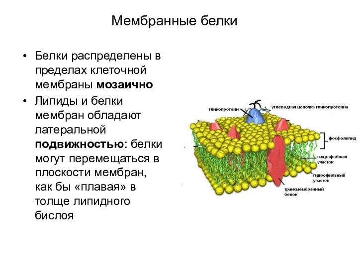 Мембранные белки Белки распределены в пределах клеточной мембраны мозаично Липиды и