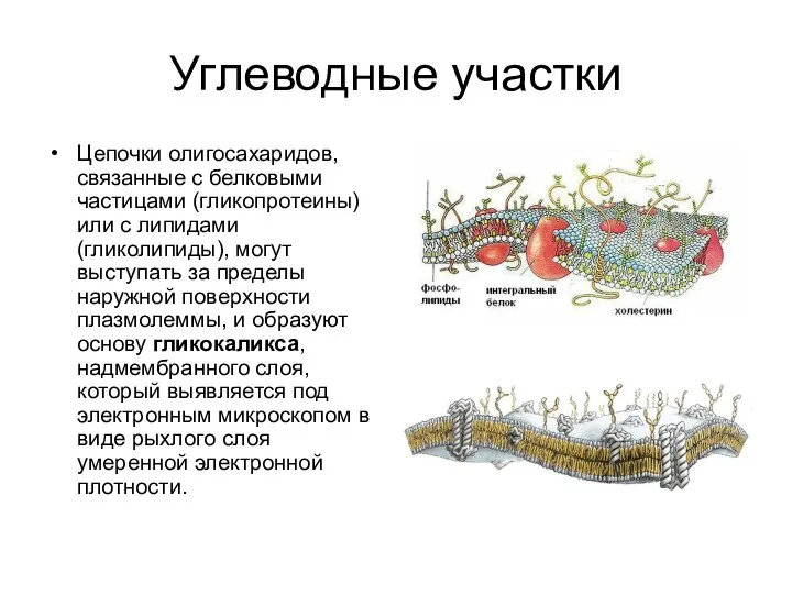 Углеводные участки Цепочки олигосахаридов, связанные с белковыми частицами (гликопротеины) или с