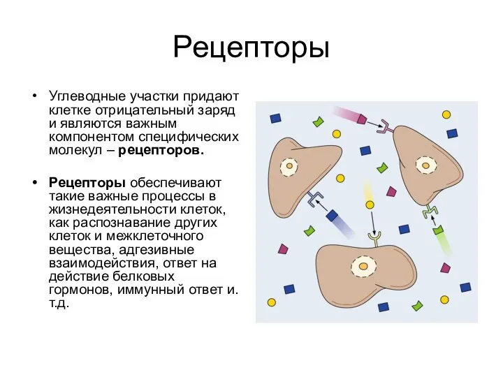 Рецепторы Углеводные участки придают клетке отрицательный заряд и являются важным компонентом