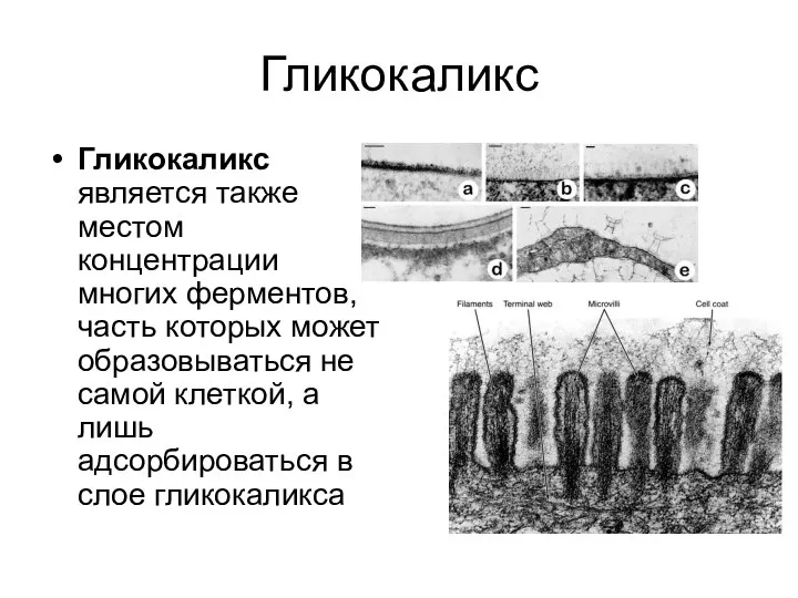 Гликокаликс Гликокаликс является также местом концентрации многих ферментов, часть которых может