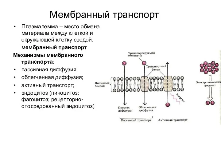 Мембранный транспорт Плазмалемма – место обмена материала между клеткой и окружающей