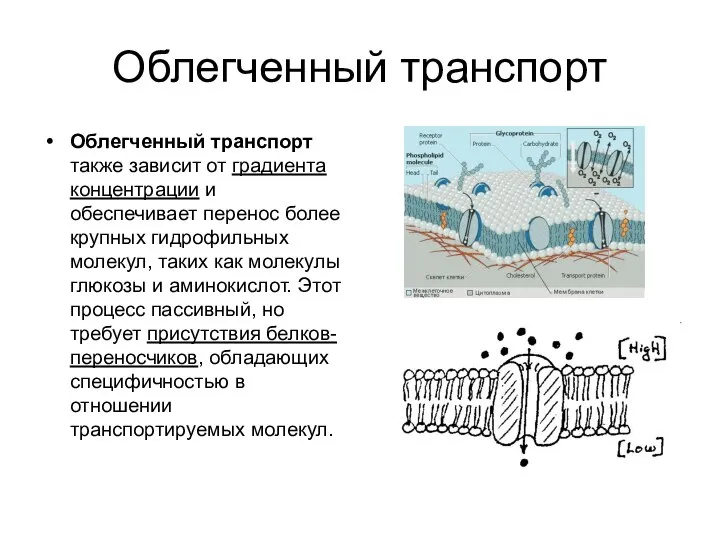 Облегченный транспорт Облегченный транспорт также зависит от градиента концентрации и обеспечивает