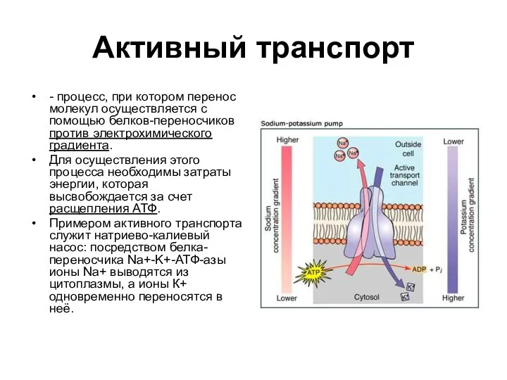 Активный транспорт - процесс, при котором перенос молекул осуществляется с помощью