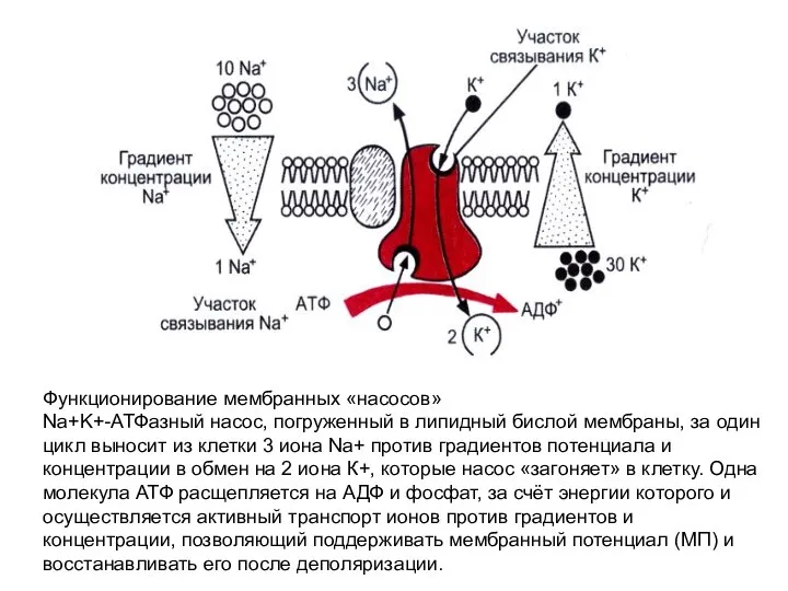 Функционирование мембранных «насосов» Na+K+-АТФазный насос, погруженный в липидный бислой мембраны, за