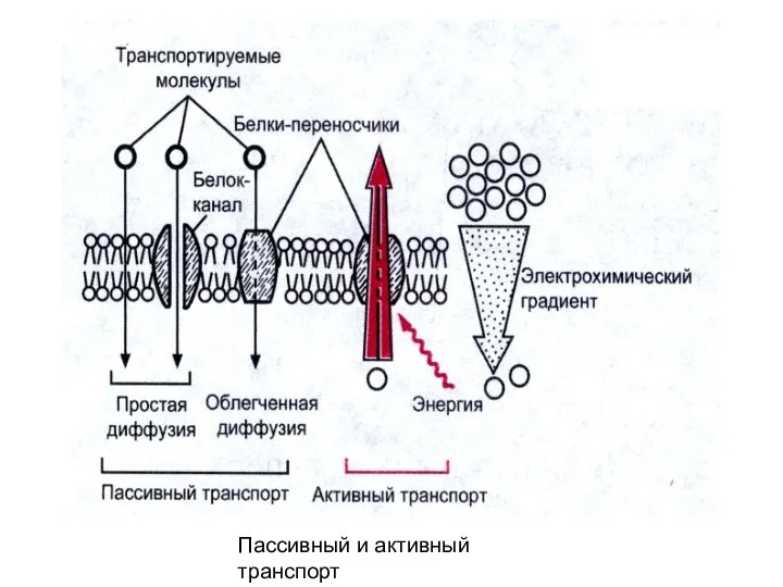 Пассивный и активный транспорт