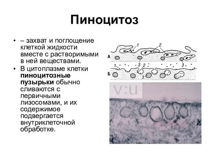 Пиноцитоз – захват и поглощение клеткой жидкости вместе с растворимыми в