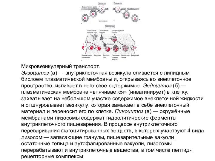 Микровезикулярный транспорт. Экзоцитоз (а) — внутриклеточная везикула сливается с липидным бислоем