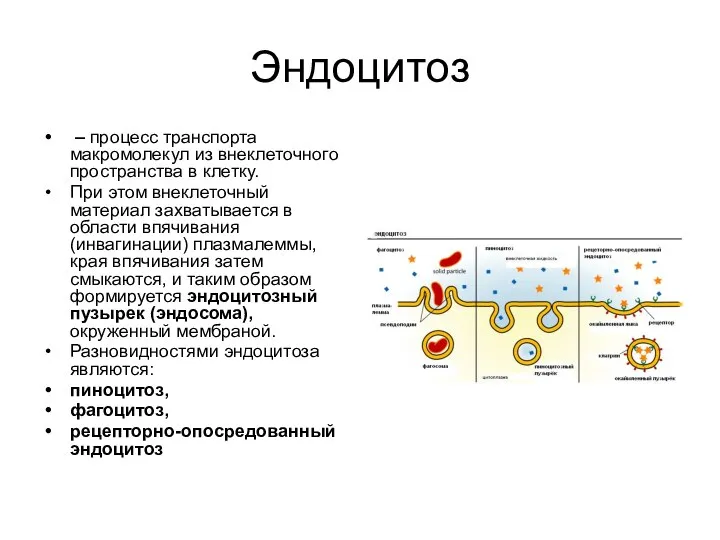 Эндоцитоз – процесс транспорта макромолекул из внеклеточного пространства в клетку. При