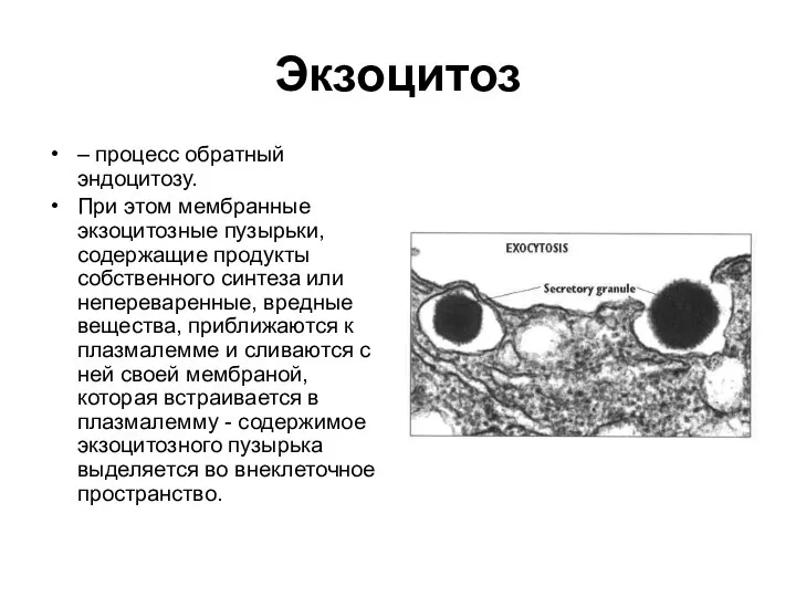 Экзоцитоз – процесс обратный эндоцитозу. При этом мембранные экзоцитозные пузырьки, содержащие