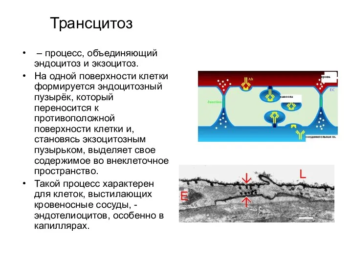 Трансцитоз – процесс, объединяющий эндоцитоз и экзоцитоз. На одной поверхности клетки