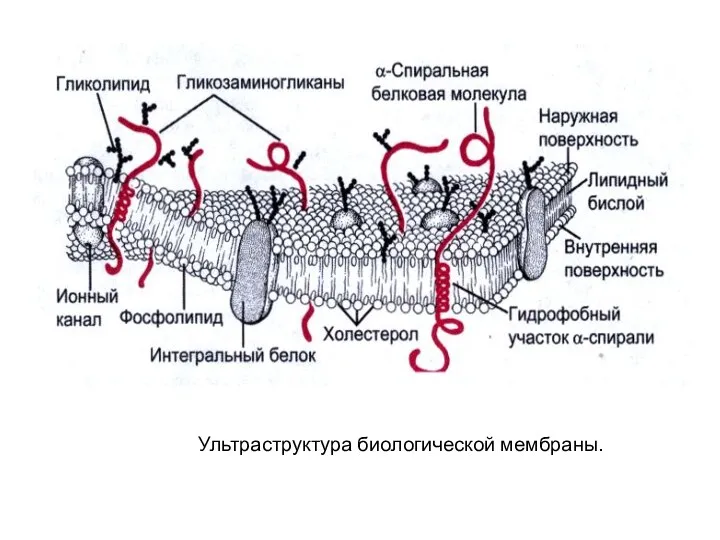 Ультраструктура биологической мембраны.