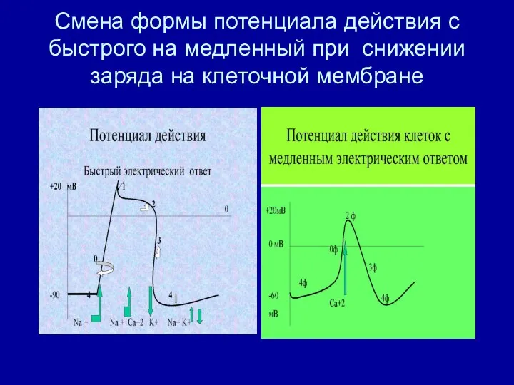 Смена формы потенциала действия с быстрого на медленный при снижении заряда на клеточной мембране