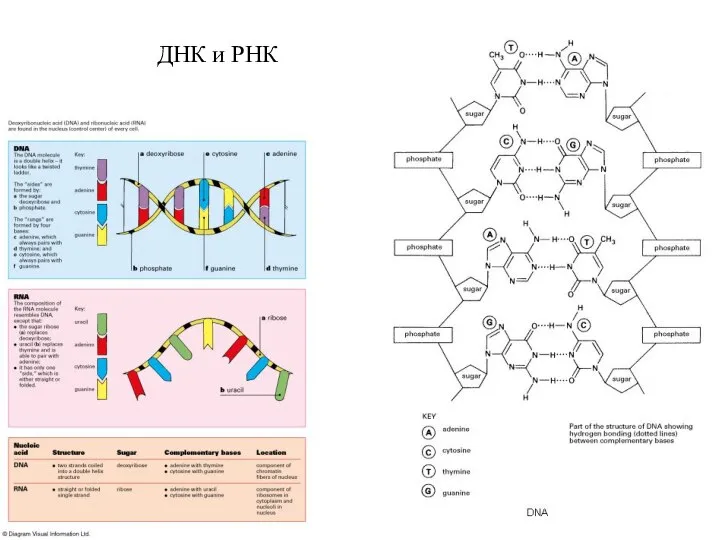 ДНК и РНК